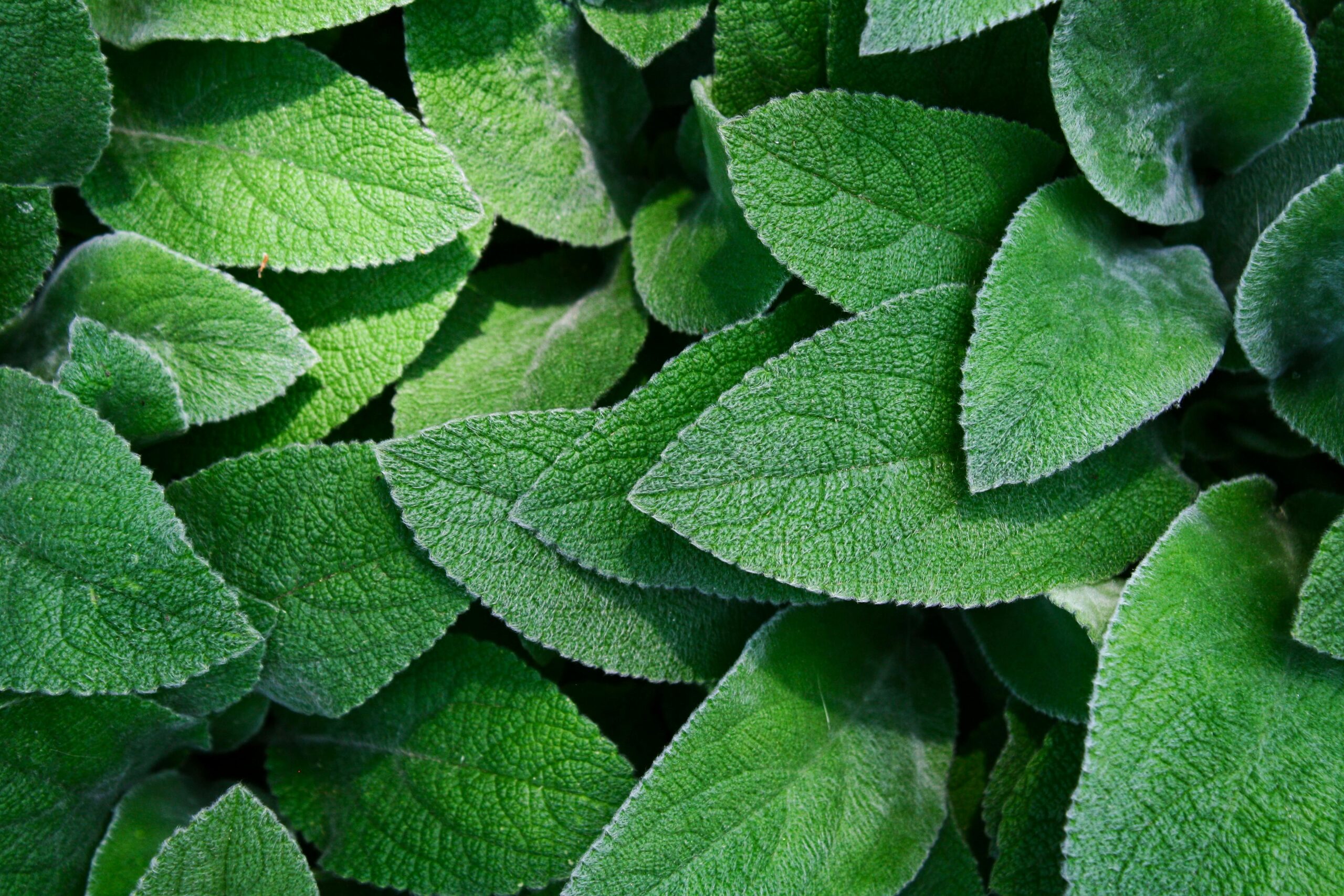 A detailed close-up of vibrant green leaves showcasing the texture and freshness of nature.